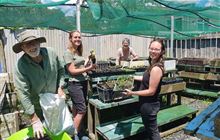 Volunteer with Picton Dawn Chorus