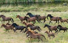 DOC appeals to equine lovers for horse homes