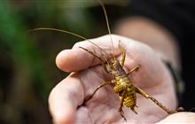 Wētā translocation marks species protection milestone
