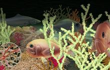 Marine ecosystems research programme: Our work
