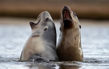 Better data reveals growing pressures on NZ marine mammals