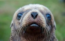 New Zealand sea lion symposium to strengthen connections