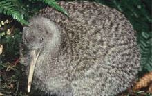 Great spotted kiwi/roroa