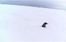 “Little battler” black-fronted terns defy the odds