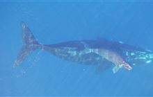 Whale research method confirmed safe