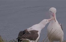 Toroa/albatross season breaks records