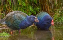 Changes ahead for Te Anau Bird Sanctuary