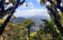 Backing biodiversity protection for Kaimai Mamaku