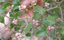 Volunteer with Tikitapu Project