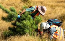 Volunteer with Wilding Free Mackenzie