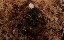 Sex life of rare snail revealed