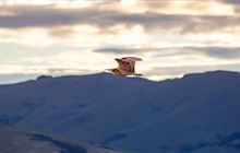 Matuku Muster providing valuable insight