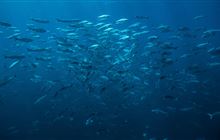 Greatest ever protection for Hauraki Gulf/Tīkapa Moana