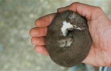 Weasels