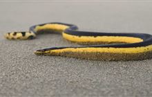 Public warned to keep away from Omaha sand dunes after sea snake spotted