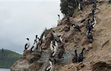 Respect king shags this breeding season