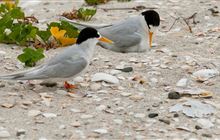 Aotearoa biodiversity boost: $9.2 m awarded to protect threatened nature