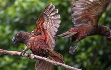 Volunteer with Holdsworth Restoration Trust