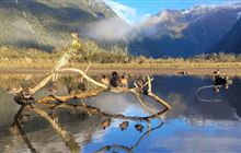 Rare duck on the comeback near Milford Track