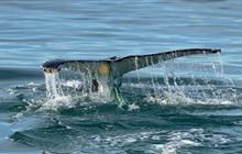Local fishers and DOC free entangled whale off Dunedin coast