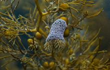 Kaikōura Marine Management Act consultation