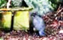 Kea trying to open a trap to reach an egg video