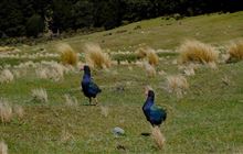 Efforts to protect takahē stepped up as stoat takes toll