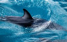 Decapitated dolphin prompts call for information