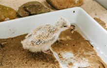 Positive year for tara iti – but the fight for survival continues