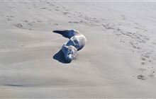 Sick leopard seal sadly put to sleep