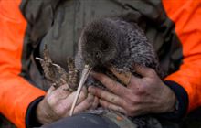 Shock kiwi rediscovery delights conservation world