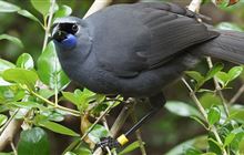 Volunteer with Pirongia Te Aroaro o Kahu Restoration Society