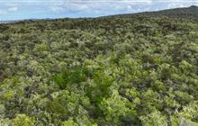 DOC deals to over 1000 wilding pines on Rangitoto
