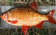 E-rudd-icated: Tasman cleared of pest fish