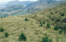 Killing weeds and wildings for economic growth