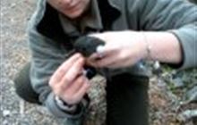Banding translocated South Island robin video