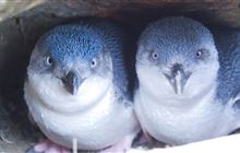 Dog incidents trending upwards, stats show