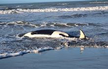 Dead orca found on Christchurch beach