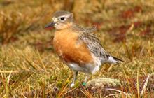 Predator control gives lifeline to dotterel