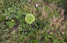 Volunteer with Project Island Song