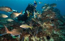 DOC and partners tackle damaging sea urchins at Poor Knights Marine Reserve