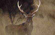 Kiwis to have their say on Herds of Special Interest