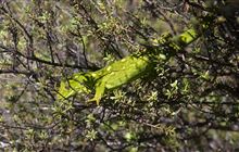 Poached gecko seen alive in the wild