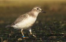 Kiwis dig deep to help DOC save world’s rarest dotterel