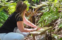 Volunteer with Central Waikato predator Free Hub