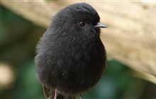 More habitat needed for black robins