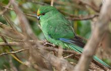 Proposals to strengthen biodiversity released