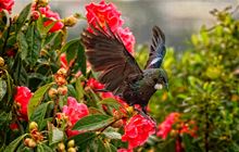 Top of the South region volunteer application form