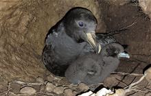 Fiesty Westland petrel defies the odds