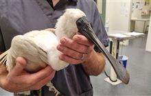 Protected Royal Spoonbill euthanised after suffering shotgun injury